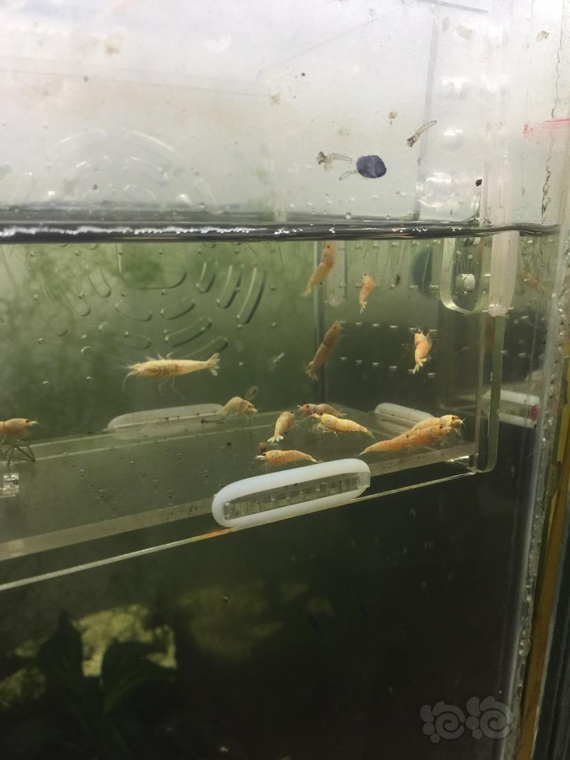 【虾】2017-06-14#RMB拍卖红姘头基因白金虾母虾20只一份-图4