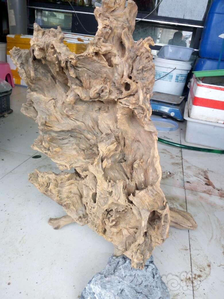 【出售】出售全新水洗打磨过千层木珊瑚沉木-图6