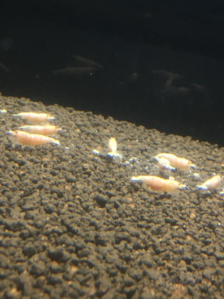 【出售】出售红姘头白金母虾-图1