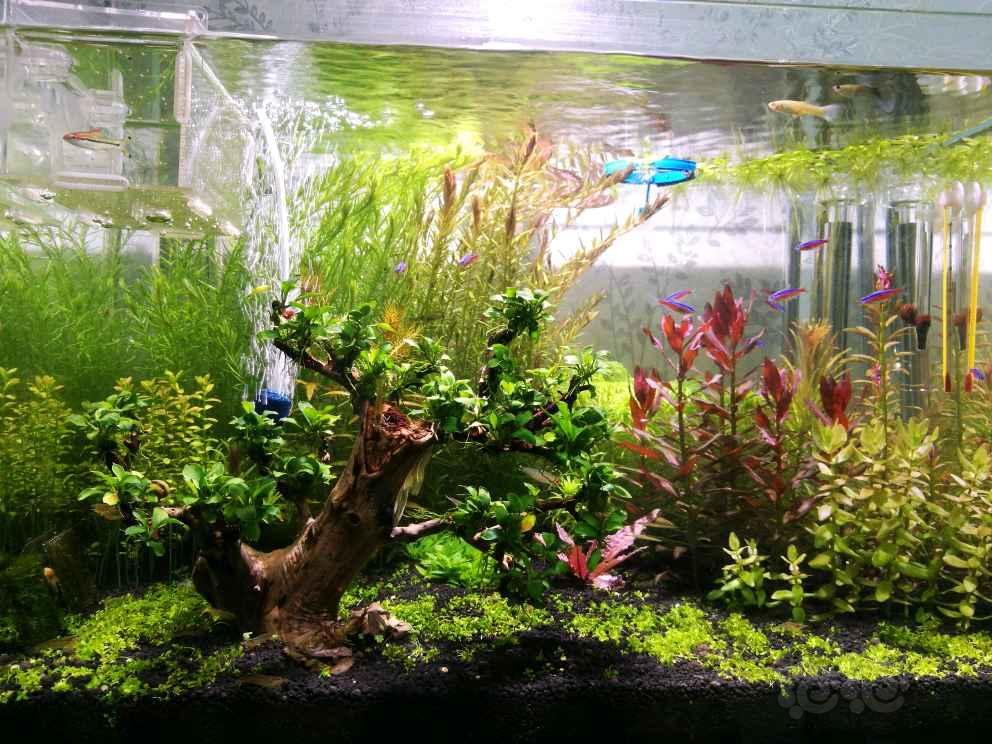 水草造景和种植 有没有人把红绿宫廷交叉种的