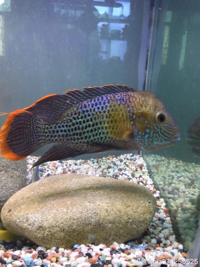 主要交换异形,属于,7厘米以上有胡子的蓝眼大胡子 24k大帆公鱼