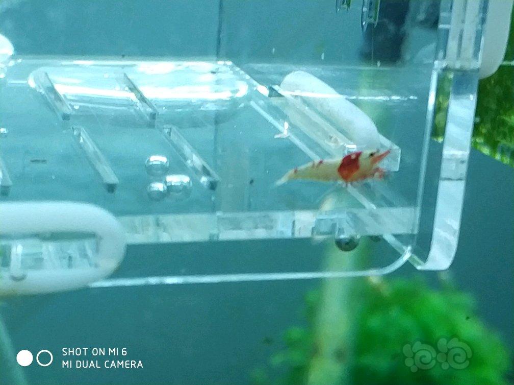 【虾】2017-06-01#RMB拍纯血红白10只丸禁-图4