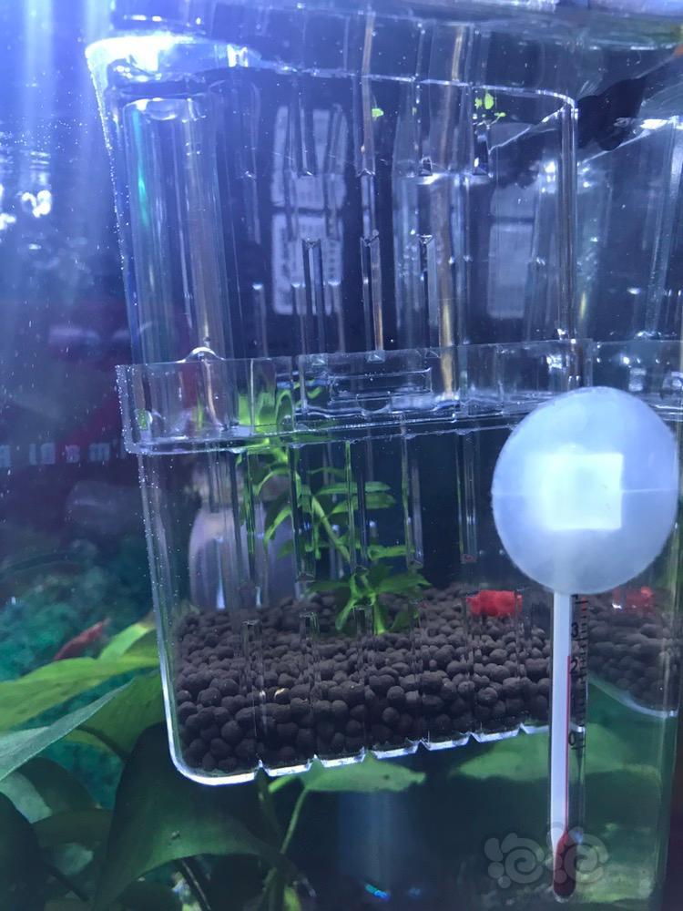 极火虾刚刚买回来就抱卵了怎么弄