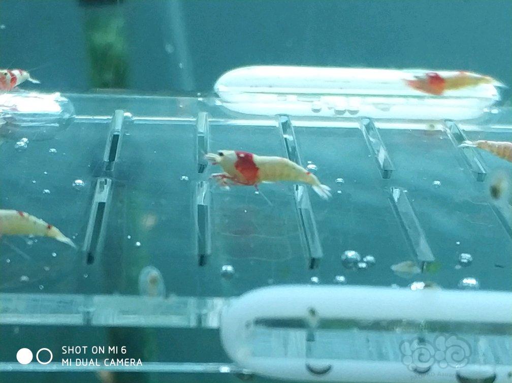 【虾】2017-06-01#RMB拍纯血红白10只丸禁-图2