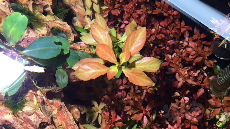 各位这个是什么水草 丁香类