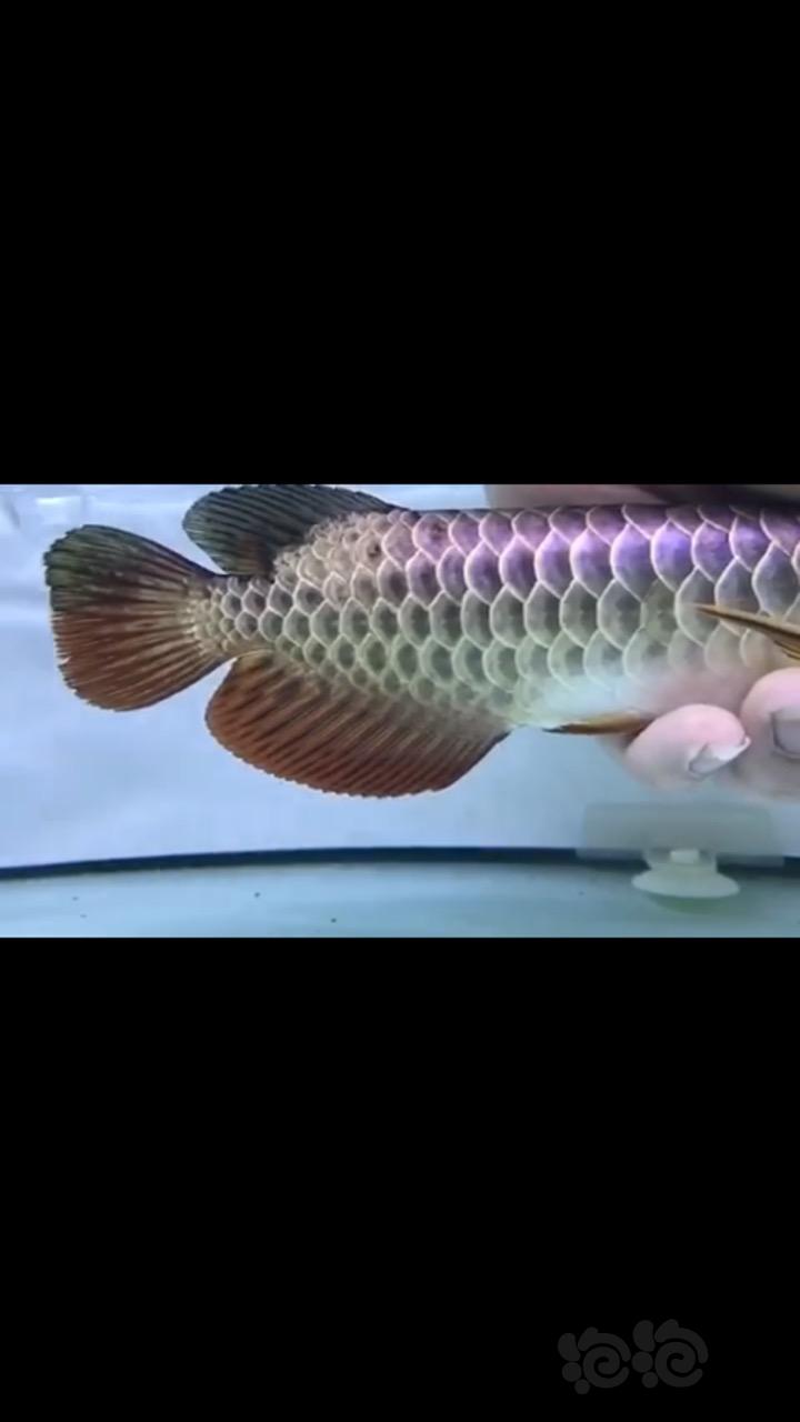 【龙鱼】小紫金过背金龙-图2