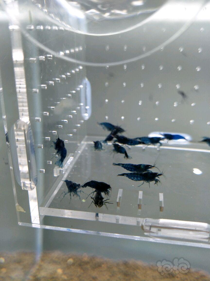 【虾】2017-06-11#RMB拍卖蓝宝石米虾20只-图2