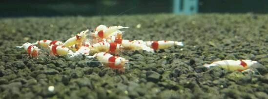 【出售】出纯血红白水晶虾 日本虾天系统-图3