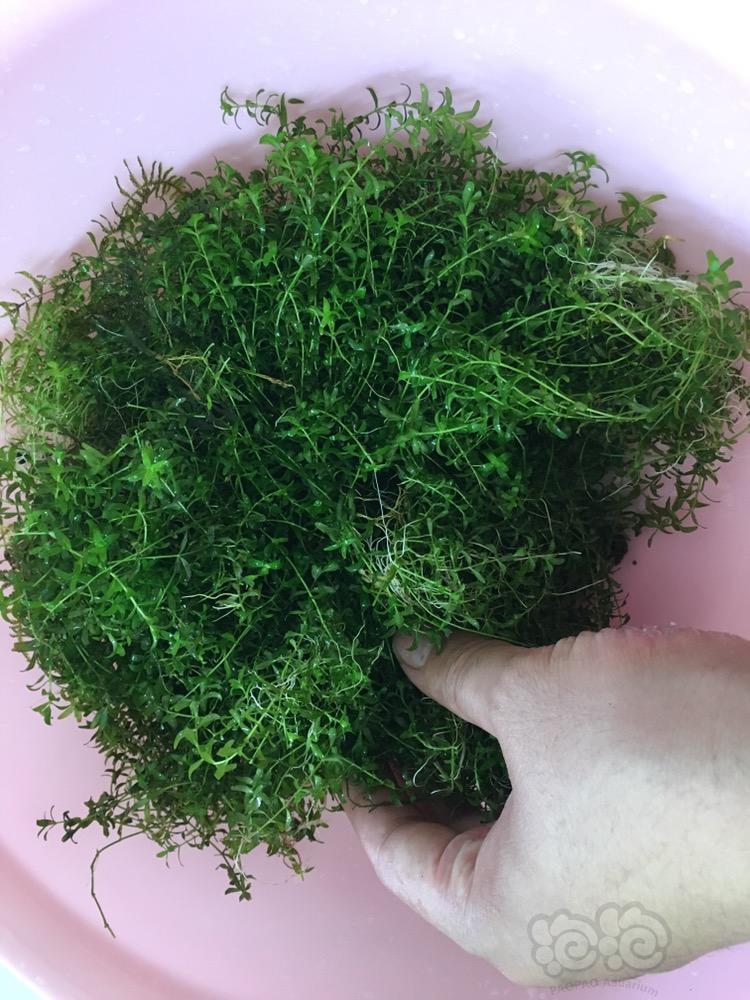 【出售】日本珍珠草 三角莫斯 火焰莫丝