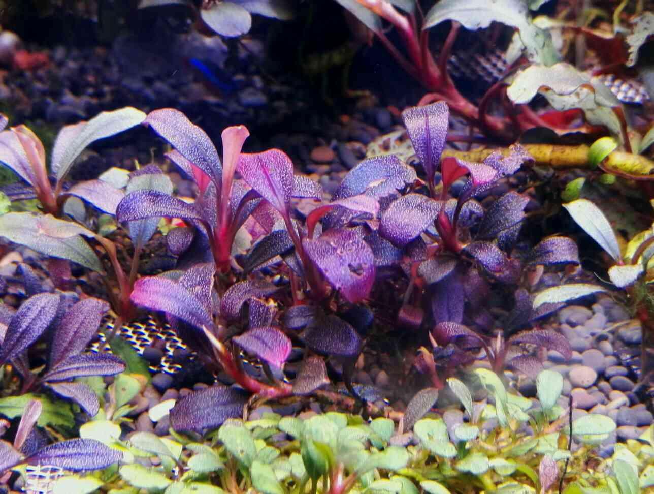 精品小丛，据说是紫色旋律-图2