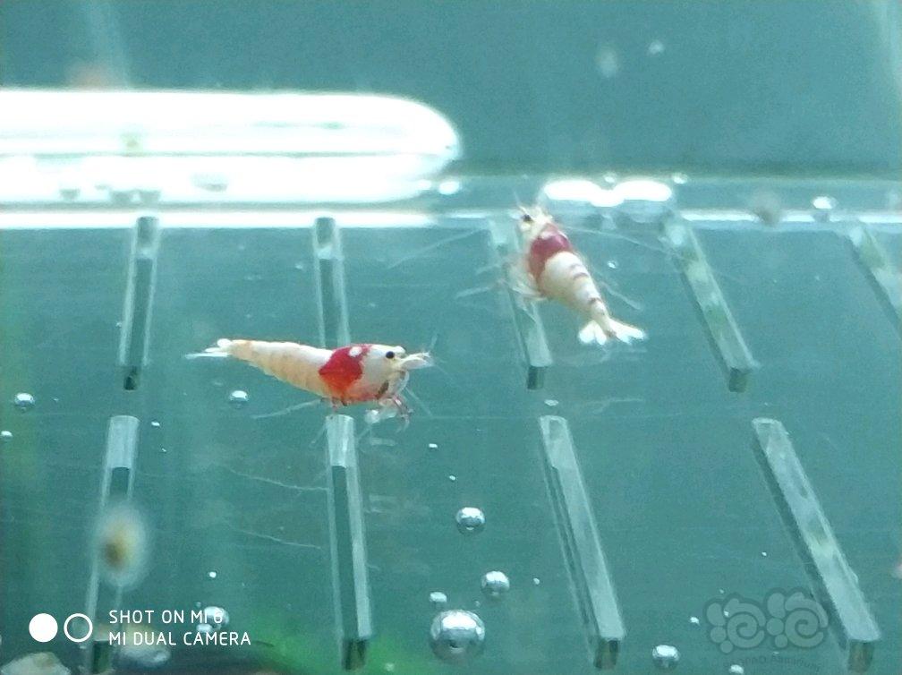 【虾】2017-06-01#RMB拍纯血红白10只丸禁-图1