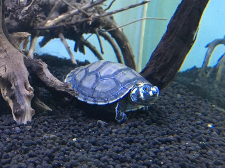 出售出点龟和狗头一只