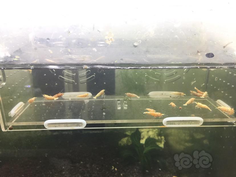 【虾】2017-06-14#RMB拍卖红姘头基因白金虾母虾20只一份-图1