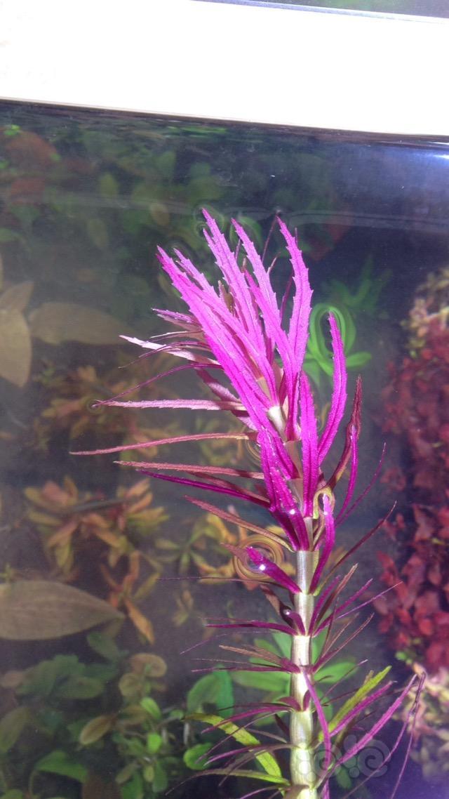 紫三角状态好不好