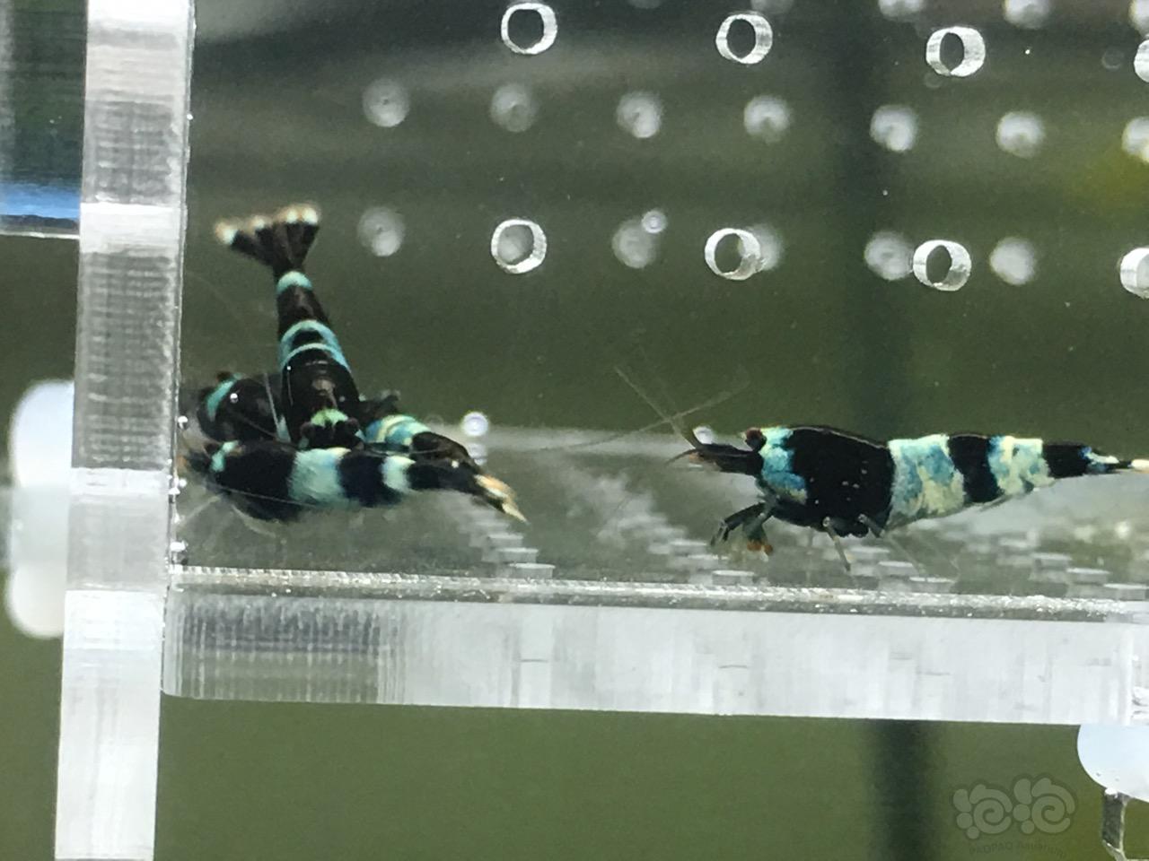【虾】2017-06-09#RMB拍卖带pinto基因的蓝化金刚10只-图5