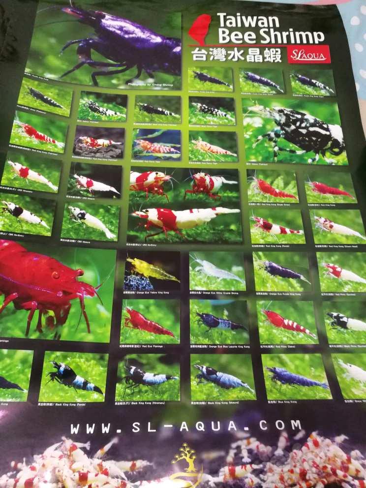 【用品】2017-06-21#RMB拍卖水晶虾海报一张-图1
