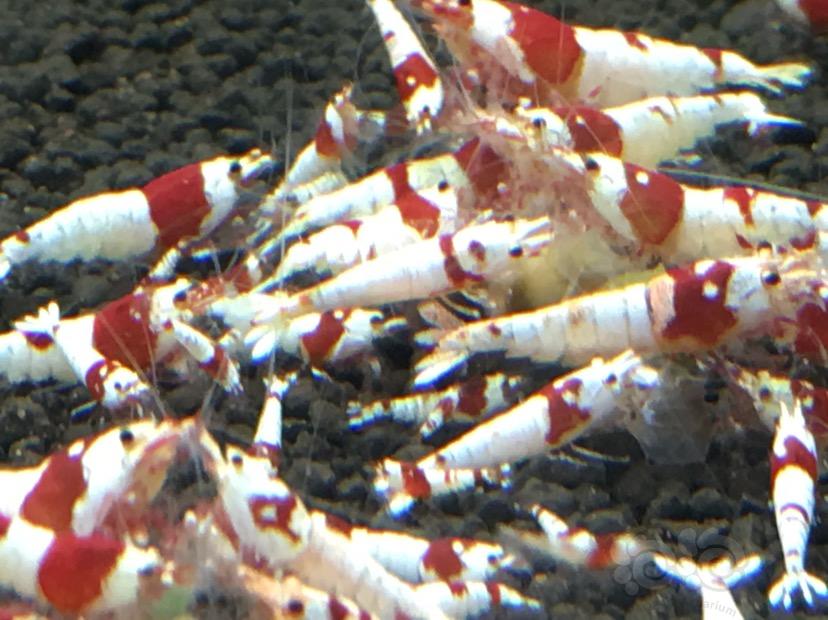 【出售】出红白水晶虾-图4