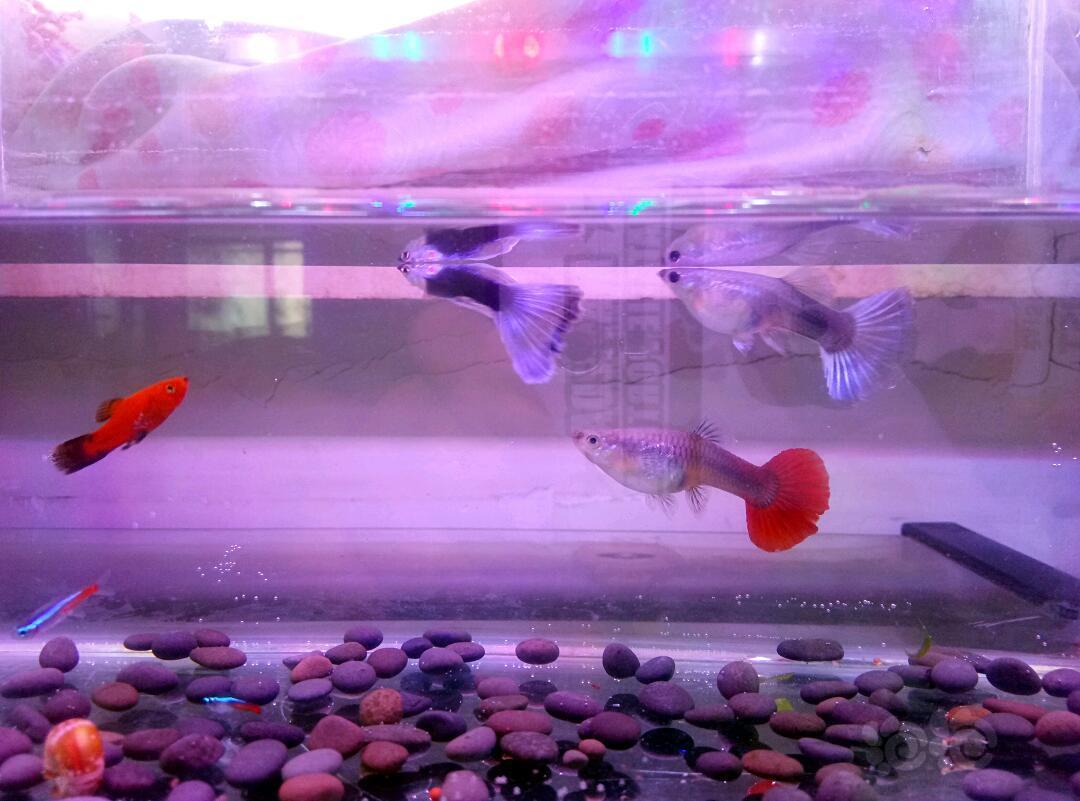 其它新手养的有点乱套