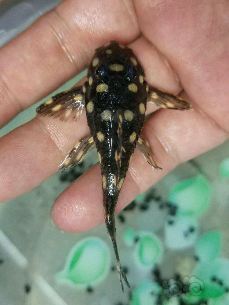 【异型】皇后雪球 也算是常见品种吧