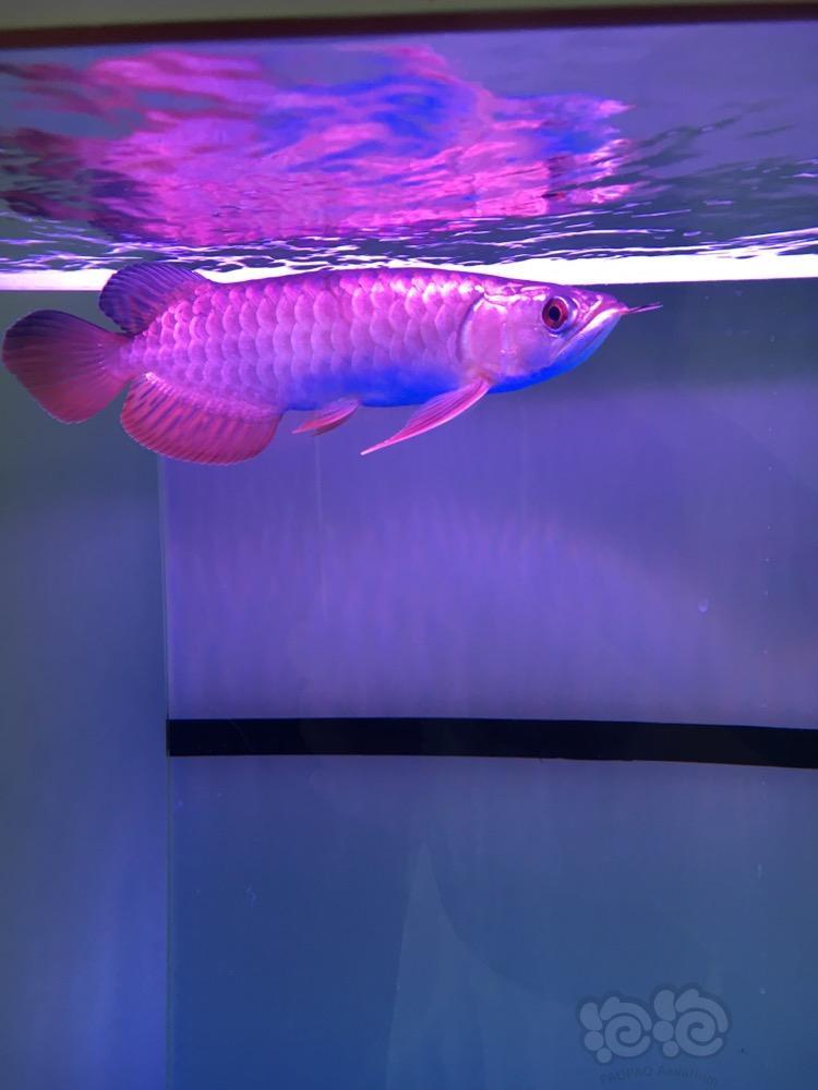 【龙鱼】大家帮忙看下这鱼的品质怎么样?22公分.