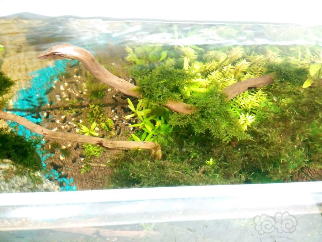 出售杜鹃根莫斯树