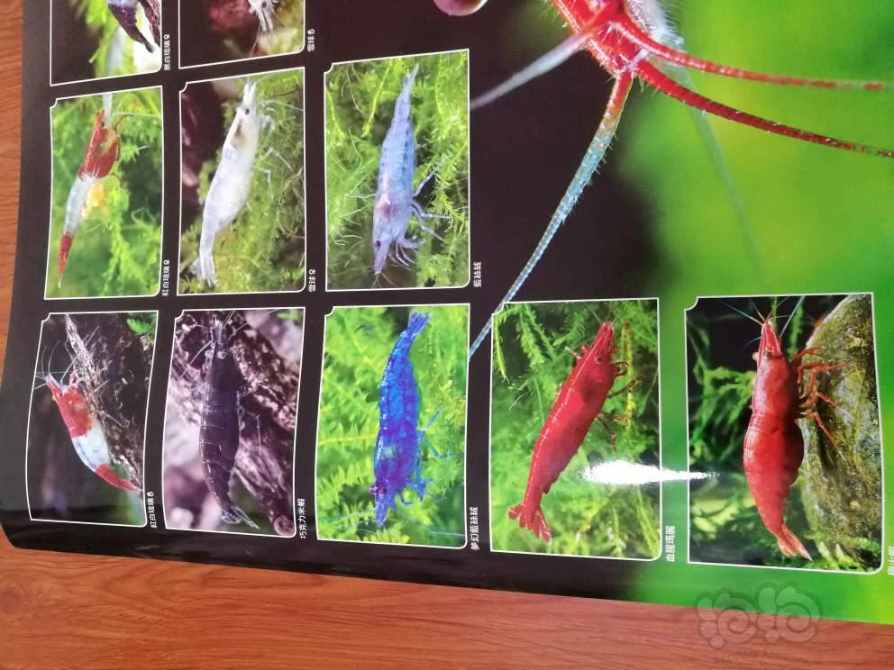 出售出2张水晶虾和米虾海报