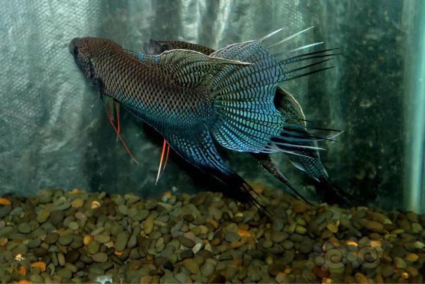 斗鱼改良越黑斗鱼