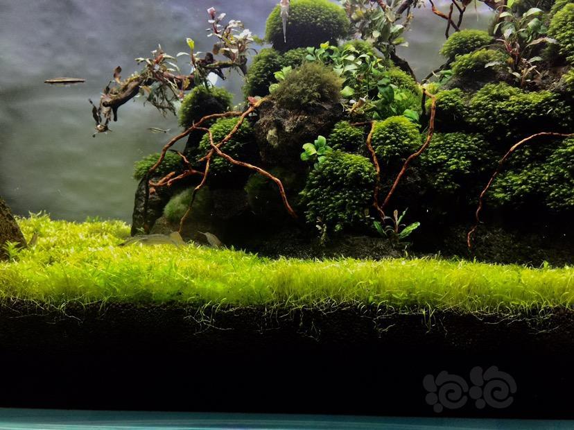 烦丫挖耳草给日本珍珠草抢地盘最惨的是肥都给珍珠