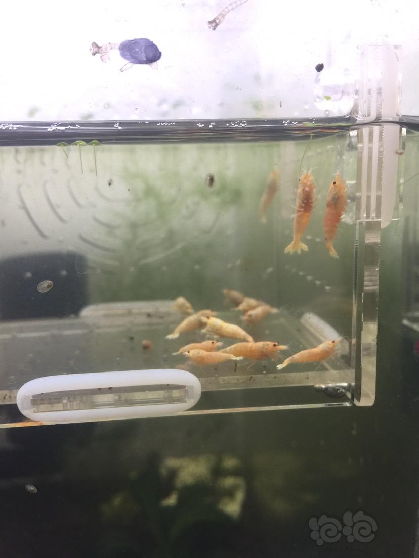 【虾】2017-06-14#RMB拍卖红姘头基因白金虾母虾20只一份-图3