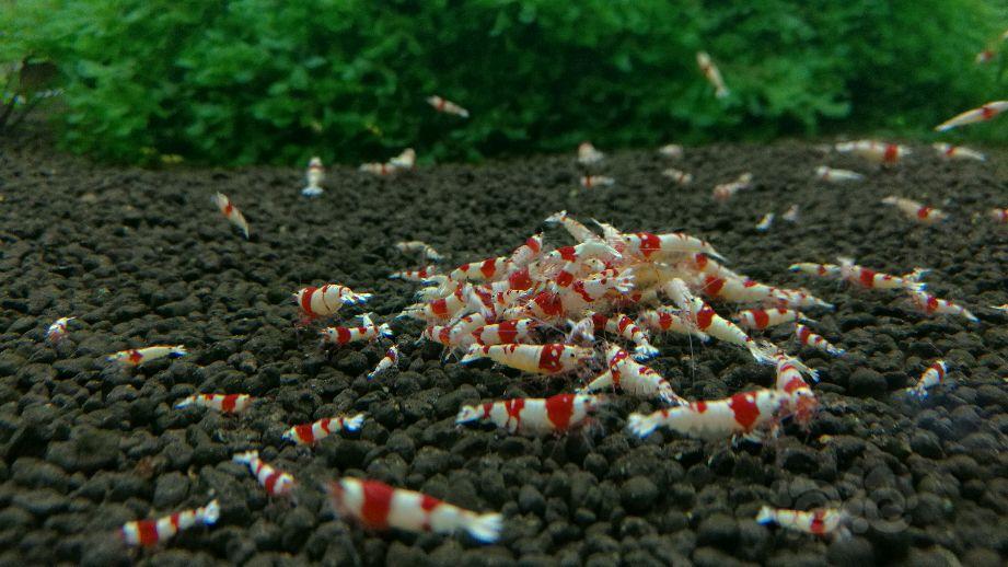 【出售】出纯血红白水晶虾-图3
