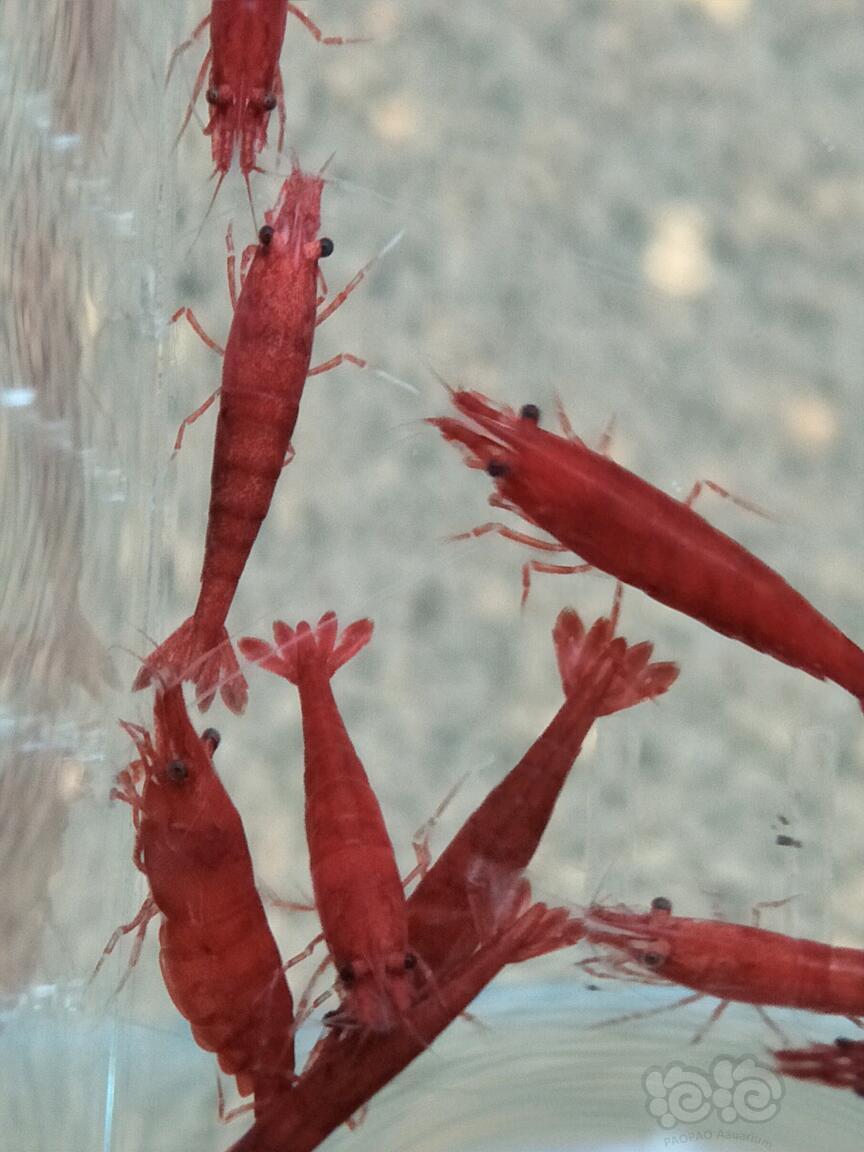 【虾】2017-06-11#RMB拍卖血腥玛丽米虾20只-图2