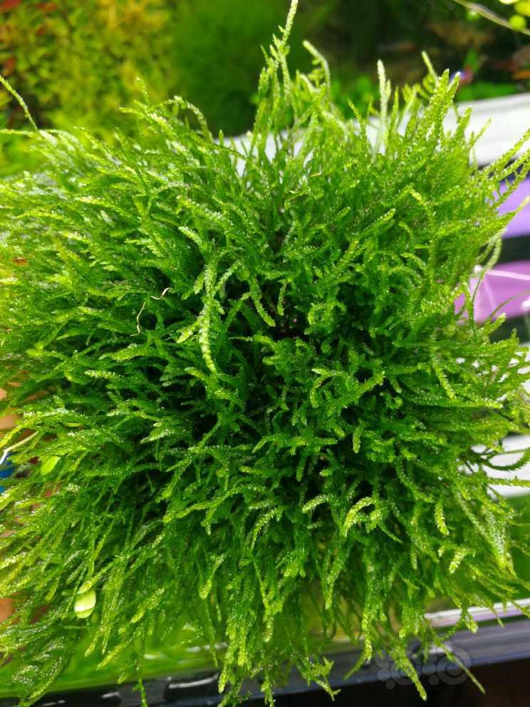 出售出火焰莫斯莫斯树