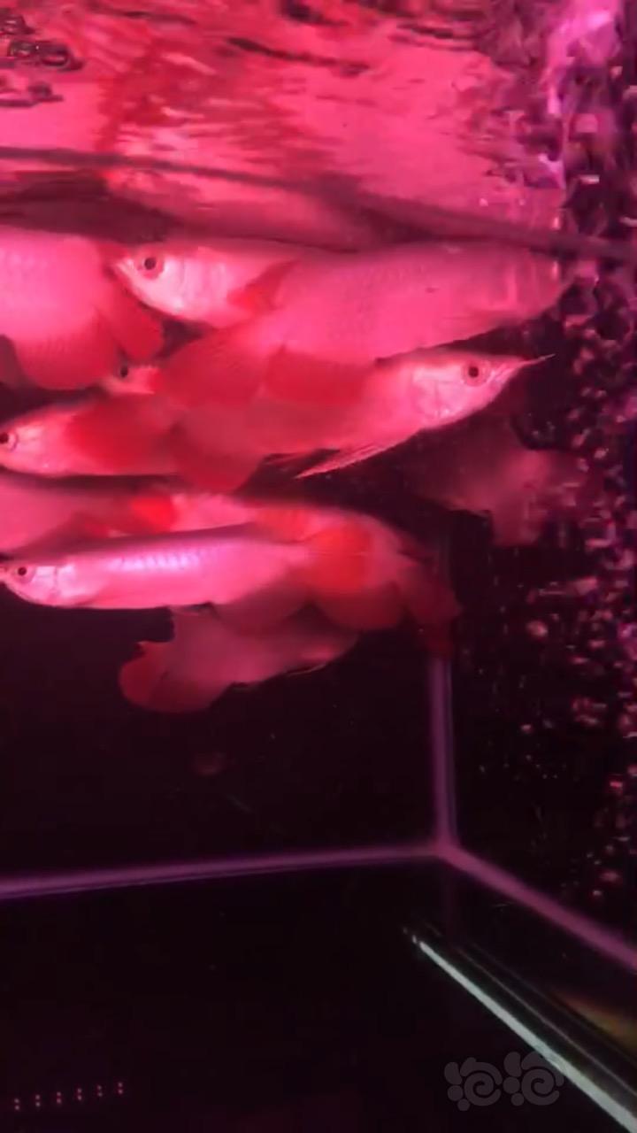 【龙鱼】红灯下的印尼红龙-图1
