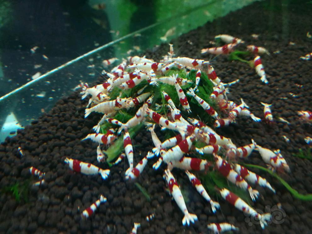 红白纯血水晶虾-图3