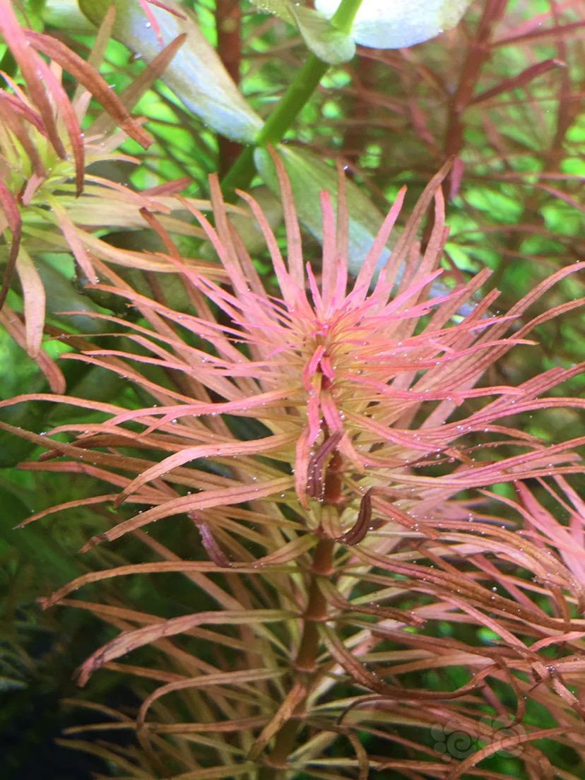 出售福利速出水草一份丝太古巴叶底红