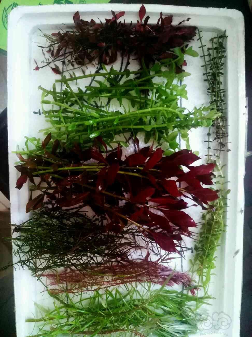 【出售】出点水草和红箦藻啥的-图1