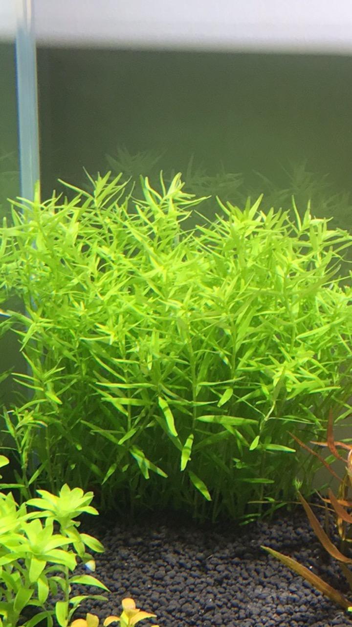 出售日本纯绿宫廷