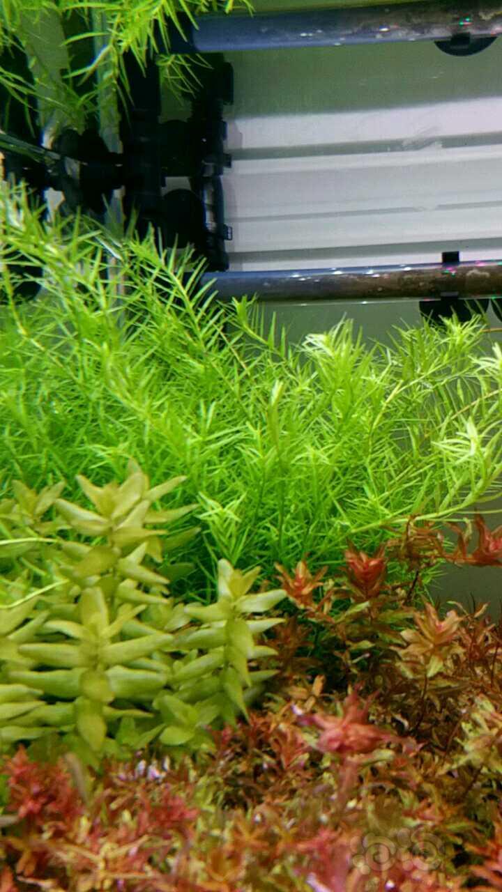 看看水草是不是缺肥了 泡泡水族