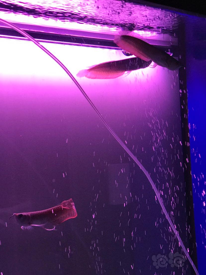 【龙鱼】20厘米的银龙，如何喂食-图2