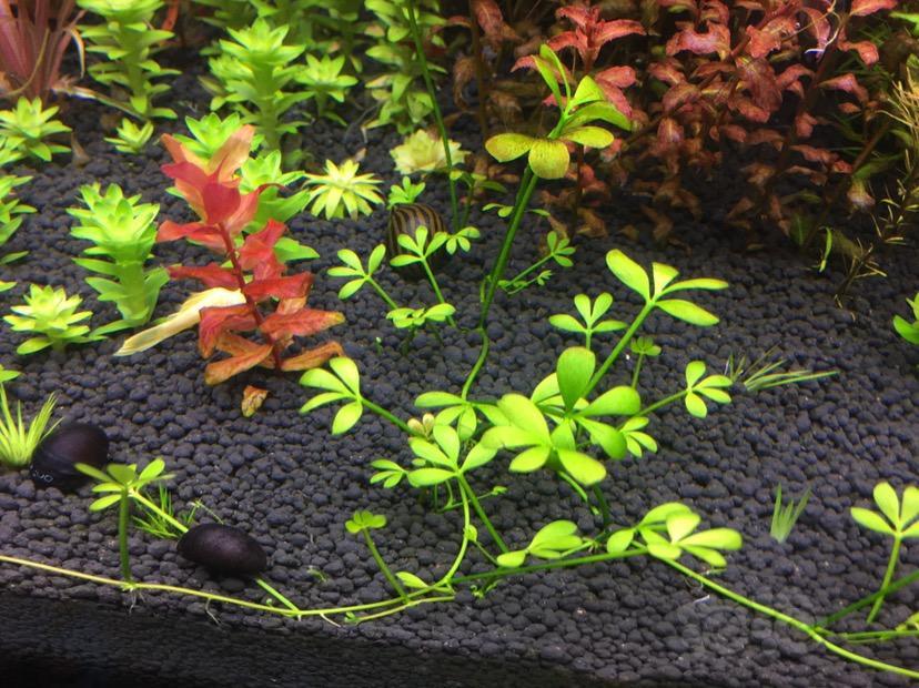 出售福利速出水草一份丝太古巴叶底红