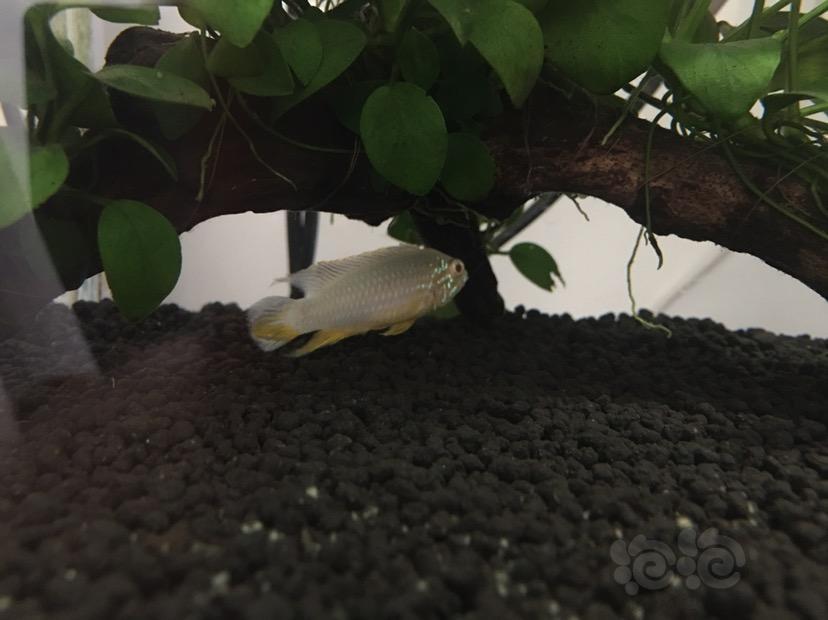 短鲷 阿卡西白子终于繁殖了 维吉塔就差你了 泡泡水族