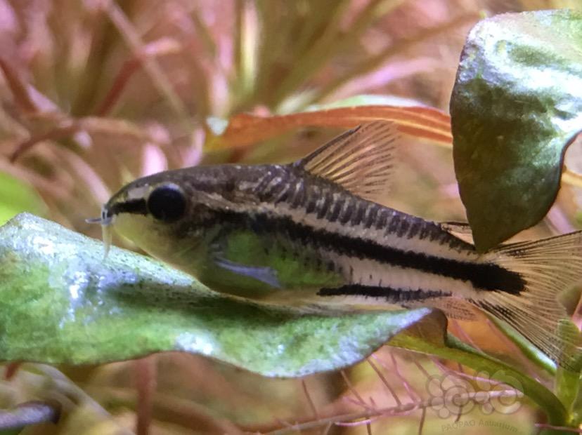 【鼠鱼】精灵鼠是不是怀孕了!