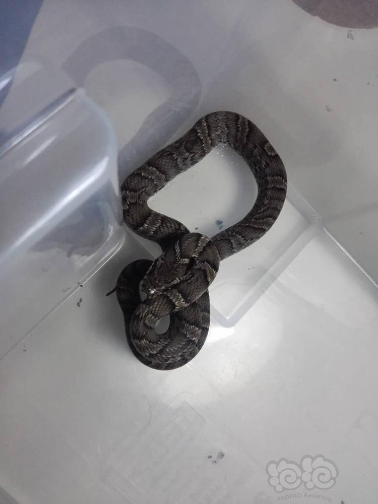 请问这叫什么品种