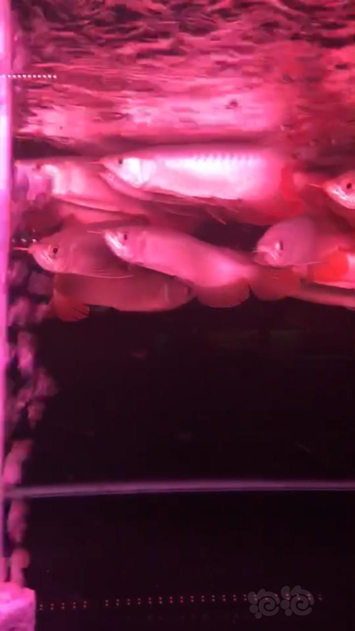 【龙鱼】红灯下的印尼红龙-图2