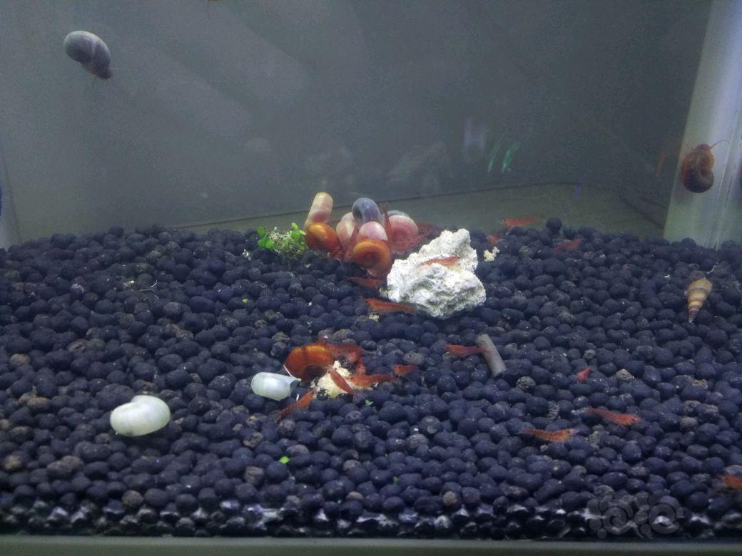 养了一缸米虾和螺 很好看啊  啊哈哈哈哈-图2
