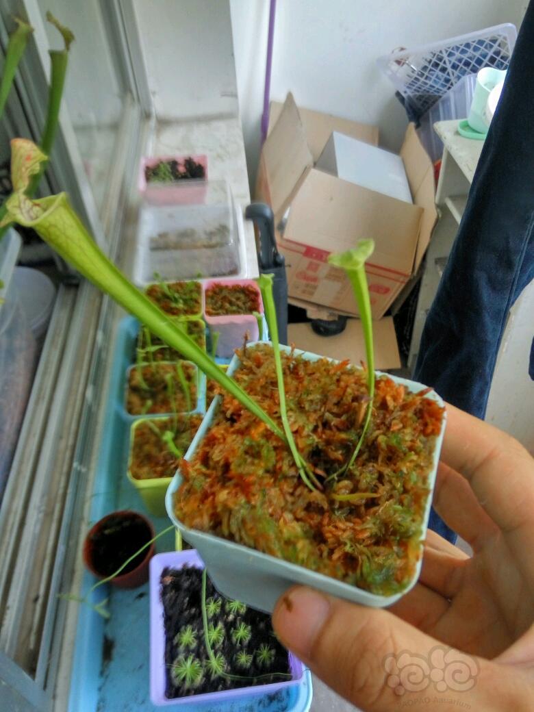【用品】2017-07-05#RMB拍卖食虫植物一份-图2