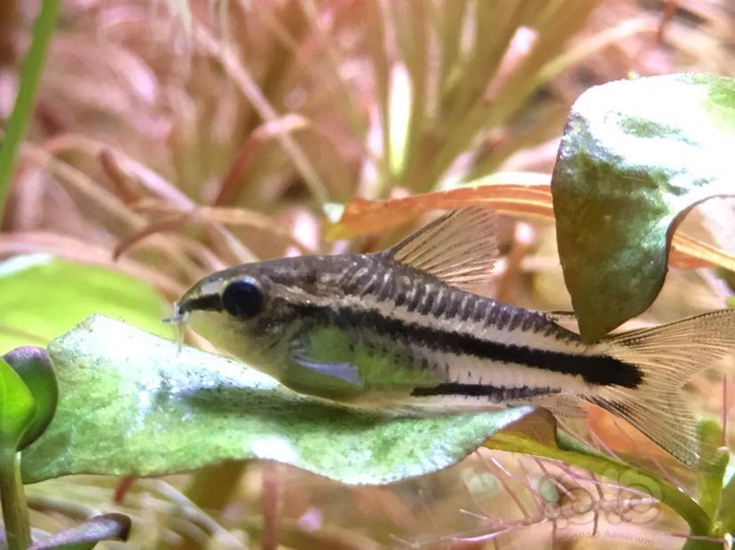 【鼠鱼】精灵鼠是不是怀孕了!