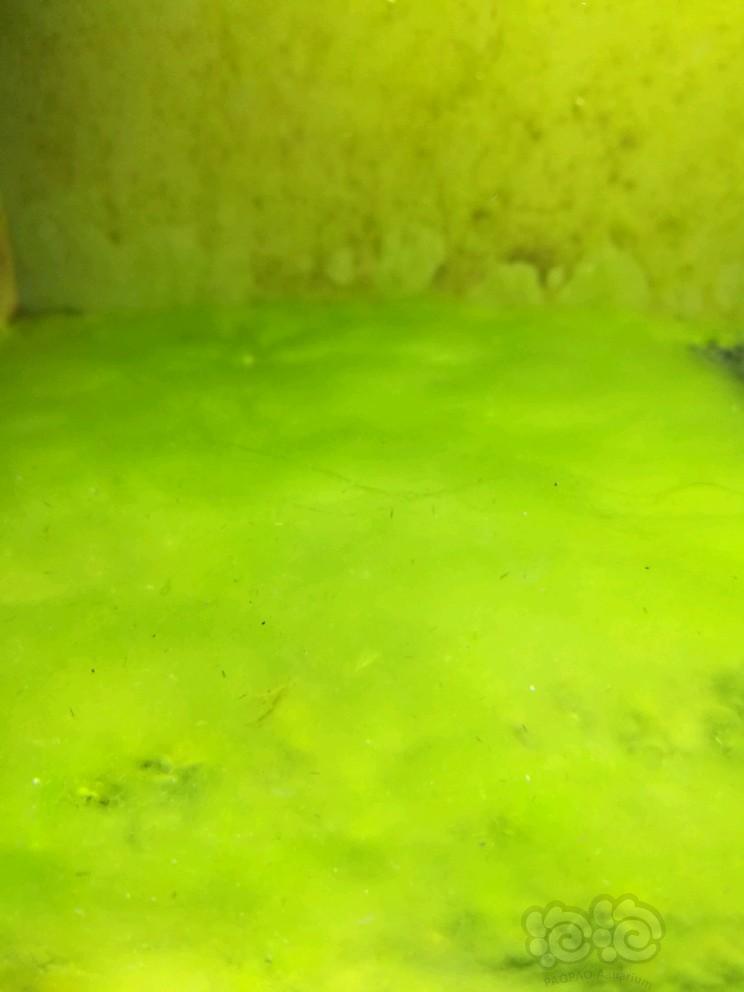 爆藻，苏虾吃-图1