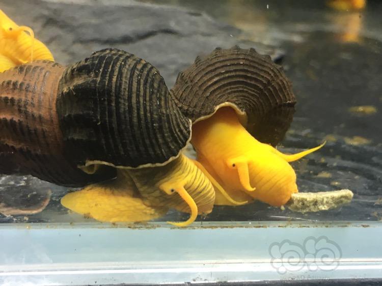 【出售】出蓝眼胡子繁殖组和橙兔螺