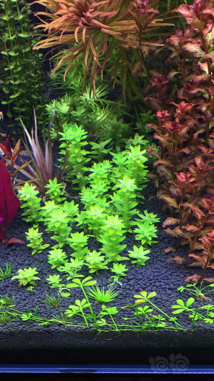 出售红太红唇丁香古巴叶底红丝太印度小圆叶西瓜对叶紫红圆叶南美圆叶